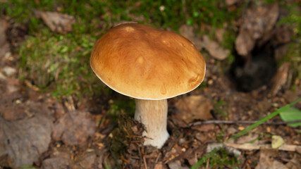 Mushroom boletus edulis grows in the forest. Mushroom boletus edulis is an excellent source of healthy proteins. Selective focus.