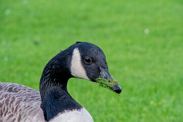 Close view of a common Canada Goose eating grass