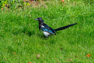 Eurasian Magpie bird standing amoungst some grass