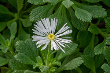 Commidendrum rugosum, known as scrubwood