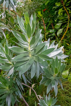 Leucadendron argenteum is an endangered plant species