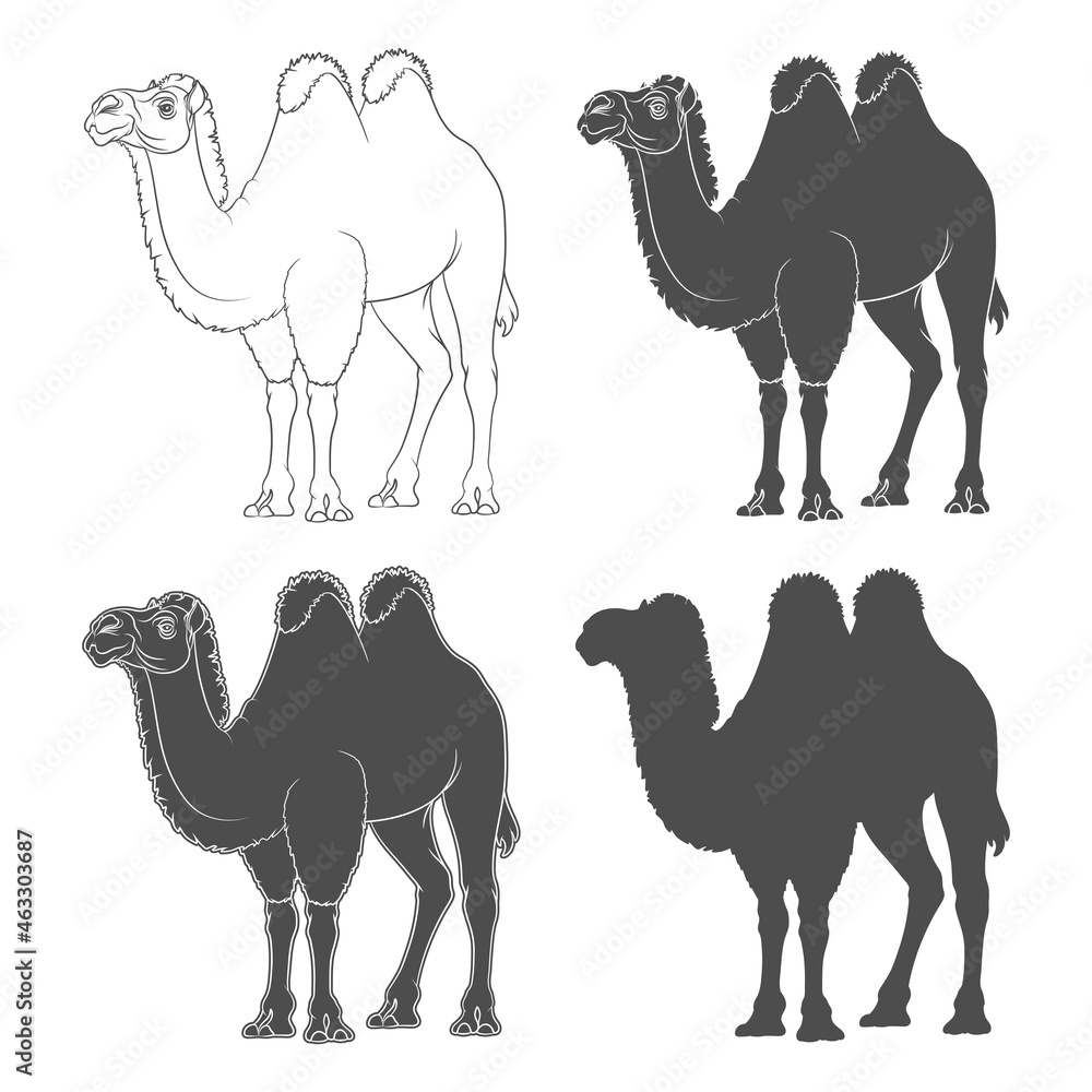 Aufkleber set of black and white illustrations with a bactrian camel. isolated vector objects on a white backg