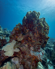 Fototapeta na wymiar coral tower with orange sponge with brain coral
