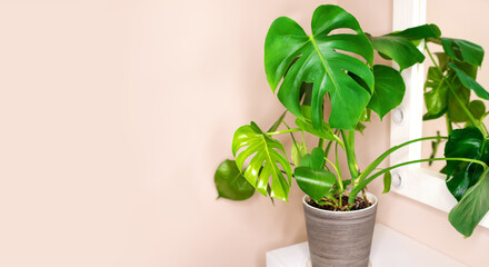 Monstera houseplant, greenery in the interior, large leaves of monstera, house flowers in a pot