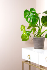 Monstera houseplant, greenery in the interior, large leaves of monstera, house flowers in a pot