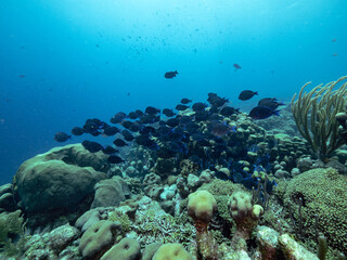 Naklejka na ściany i meble schooling surgeonfish over coral reef dark color