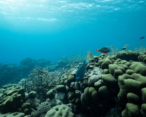 Parrot fish and coral reef with sun behind