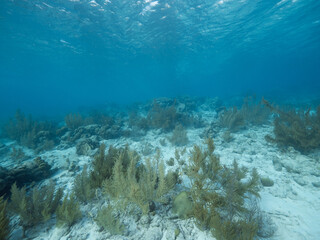 wide shot of shallow soft coral and surface