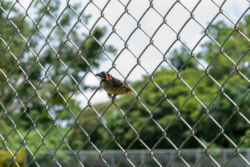 Rofous-collared Sparrow (Zonotrichia capensis)
