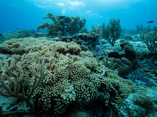 pencil coral and blue chromis with soft coral in the background