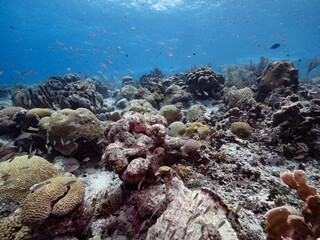 Fototapeta na wymiar shallow coral reef with small fish schooling above