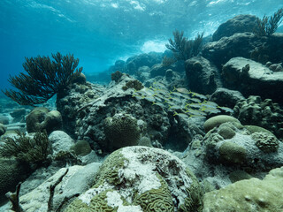 School of goat fish underwater beside waves above and soft coral