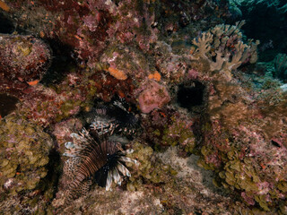 lionfish underneath coral