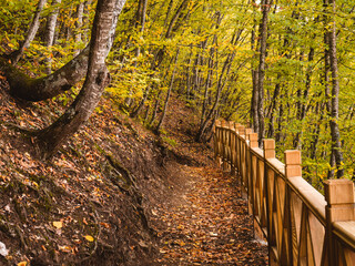 path in the forest