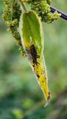Assassin bug in leaf