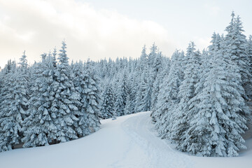 Fototapeta na wymiar amazing winter landscape with snowy fir trees