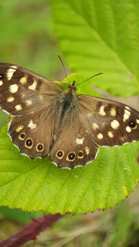 Wood nymph butterfly on leaf