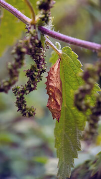 Butterfly coccoon on leaf