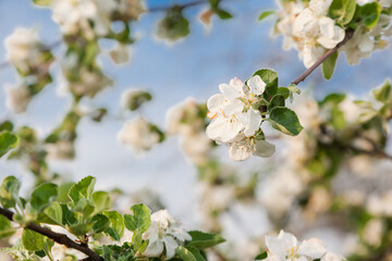 apple-tree