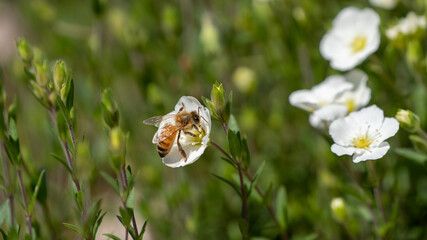 bee on a flower