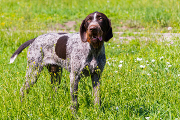 German shorthaired pointer is standing on a grassland