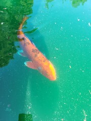 fish in the water