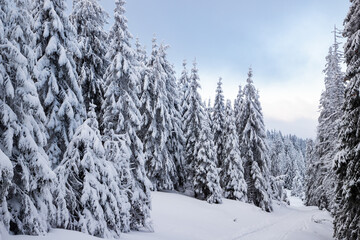 Obraz premium amazing winter landscape with snowy fir trees