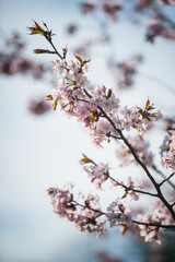Cherry Blossom with Soft focus, Sakura season in Moscow, Background