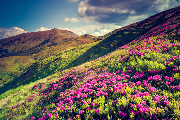 Fantastic pink flowers