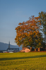 Autumn Tree - Rothenthurm, Switzerland
