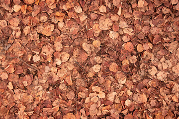 orange grunge background of old fallen linden leaves