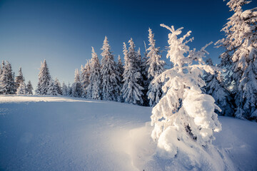 beautiful winter trees