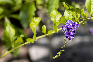 Purple pigeon berry flower in garden (Duranta Erecta L.)