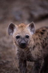 spotted hyaena pup