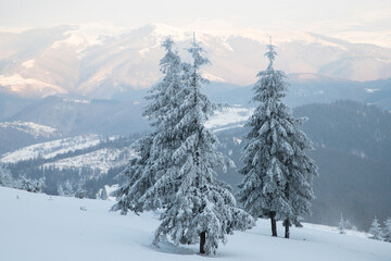 Fototapeta premium amazing winter landscape with snowy fir trees