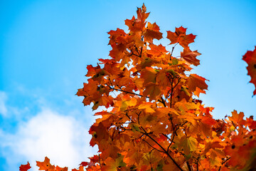 Nice yellow green orange red leaves  nature background abstract macro close up autumn