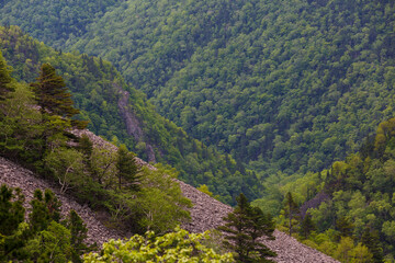 The nature of the Far East. A steep rocky ascent to Mount Lysaya in the Primorsky region. Coniferous trees grow on the steep slope of a high mountain.