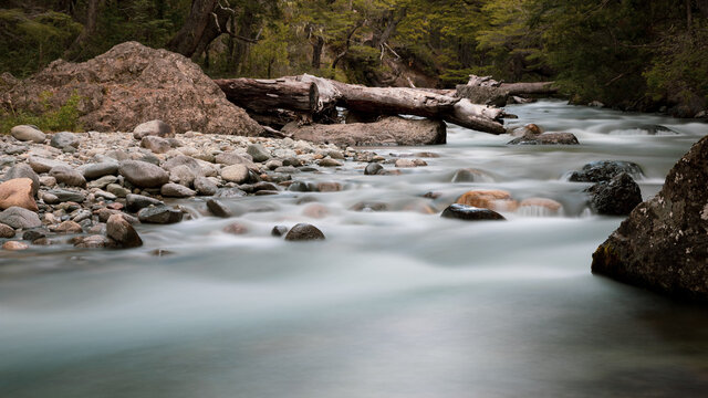Wiver in the forest