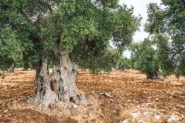 Beautiful secular olive trees in an agricultural field similar to a sculpture in autumn, Ostuni, Puglia, Italy