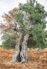 Beautiful secular olive trees in an agricultural field similar to a sculpture in autumn, Ostuni, Puglia, Italy, vertical