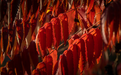 Nice yellow green orange red leaves  nature background abstract macro close up autumn