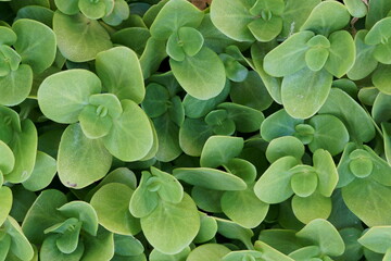 FONDO CON TEXTURA NATURAL. HOJAS VERDES.