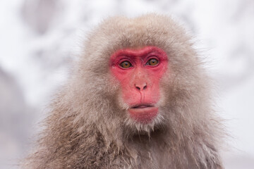 Portrait of cute snow monkey, Jigokudani Yaen-Koen, Japan.