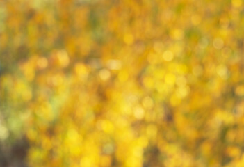 autumn bokeh made of yellow leaves, blurred yellow background
