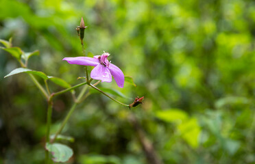 heron's beak pink in the jungle of Costa Rica Copy Space