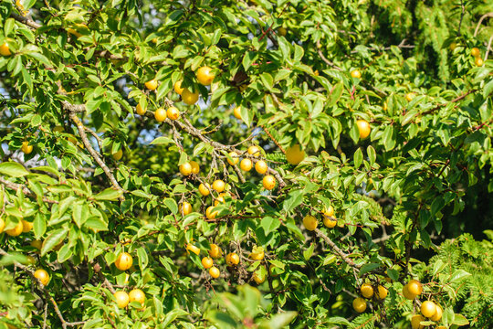 Yellow berries of ripe cherry plum on a tree lit by the sun