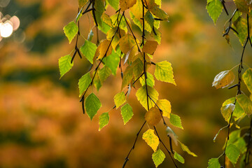 Nice yellow orange red birch leaves  nature background abstract macro close up autumn