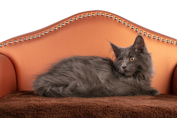 Maine Coon kitten on a small sofa