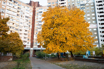 Nice autumn Kiev city streets with color trees 