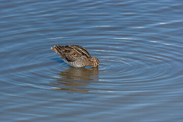 Great Snipe (Gallinago media) feeding in the lake